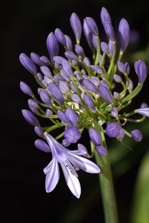 Agapanthus Flower and Buds